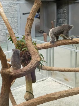 淡路ファームパーク イングランドの丘に投稿された画像（2025/2/22）