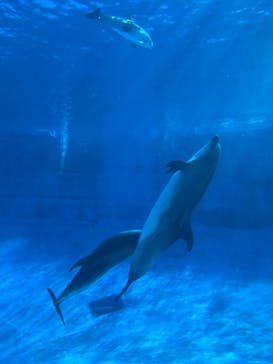 名古屋港水族館に投稿された画像（2025/2/23）