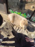 伊豆シャボテン動物公園に投稿された画像（2025/2/23）
