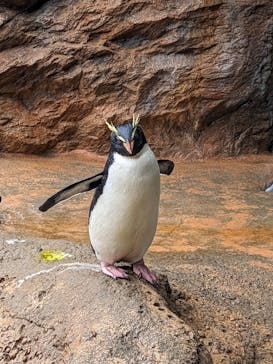 島根県立 しまね海洋館に投稿された画像（2025/2/23）