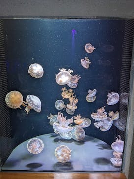 島根県立 しまね海洋館に投稿された画像（2025/2/23）