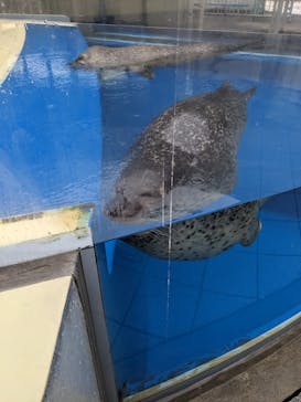 島根県立 しまね海洋館に投稿された画像（2025/2/23）