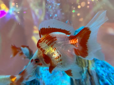 NARA KINGYO MUSEUMに投稿された画像（2025/2/23）