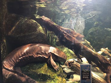 滋賀県立琵琶湖博物館に投稿された画像（2025/2/23）