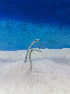 大分マリーンパレス水族館 「うみたまご」に投稿された画像（2025/2/23）