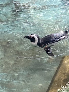 伊豆シャボテン動物公園に投稿された画像（2025/2/23）