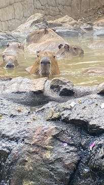 伊豆シャボテン動物公園に投稿された画像（2025/2/23）