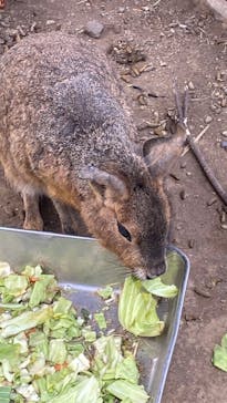 伊豆シャボテン動物公園に投稿された画像（2025/2/23）