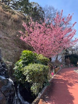 土肥金山に投稿された画像（2025/2/23）