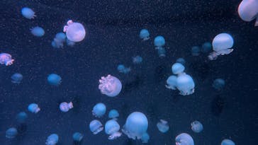 京都水族館に投稿された画像（2025/2/23）