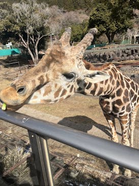 伊豆アニマルキングダムに投稿された画像（2025/2/23）