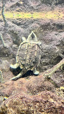 天王寺動物園に投稿された画像（2025/2/23）