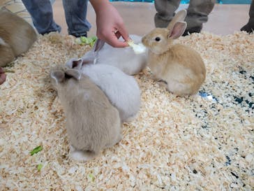 いきもの探検隊上尾に投稿された画像（2025/2/23）