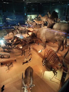 国立科学博物館に投稿された画像（2025/2/23）