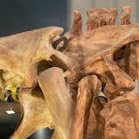 福井県立恐竜博物館に投稿された画像（2025/2/23）