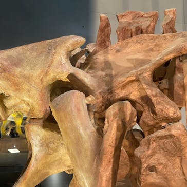 福井県立恐竜博物館に投稿された画像（2025/2/23）