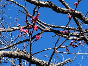 偕楽園本園に投稿された画像（2025/2/23）