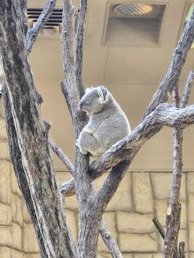 名古屋市東山動植物園に投稿された画像（2025/2/23）