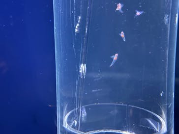 上越市立水族博物館 うみがたりに投稿された画像（2025/2/23）