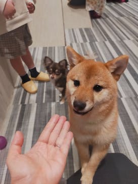 いぬカフェRio 池袋店に投稿された画像（2025/2/23）