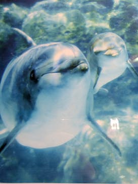 名古屋港水族館に投稿された画像（2025/2/23）