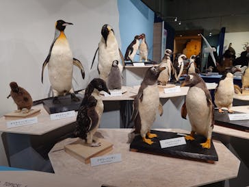 特別展「鳥 ～ゲノム解析が解き明かす新しい鳥類の系統～」国立科学博物館に投稿された画像（2025/2/23）