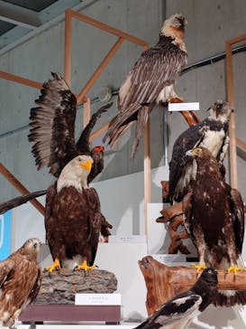 特別展「鳥 ～ゲノム解析が解き明かす新しい鳥類の系統～」国立科学博物館に投稿された画像（2025/2/23）