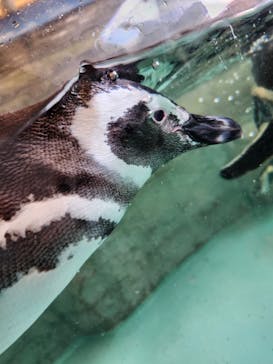 しながわ水族館に投稿された画像（2025/2/23）
