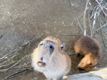 伊豆シャボテン動物公園に投稿された画像（2025/2/23）