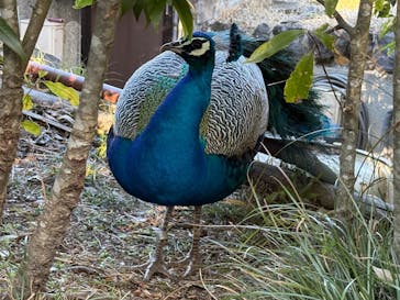 伊豆シャボテン動物公園に投稿された画像（2025/2/23）