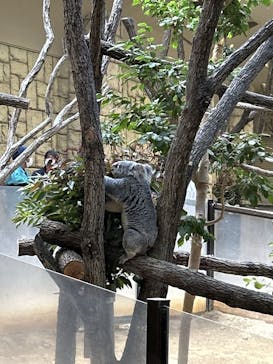 名古屋市東山動植物園に投稿された画像（2025/2/23）