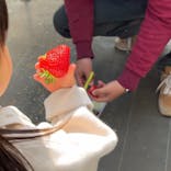 Strawberry Farm シャインベリーに投稿された画像（2025/2/23）