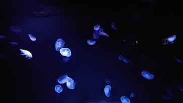 サンシャイン水族館に投稿された画像（2025/2/23）