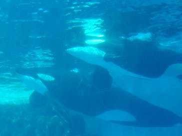 名古屋港水族館に投稿された画像（2025/2/23）