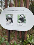 恩賜上野動物園に投稿された画像（2025/2/23）