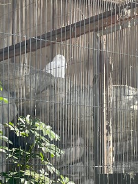 恩賜上野動物園に投稿された画像（2025/2/23）