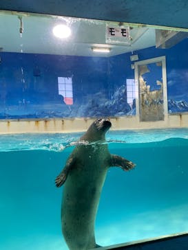 下田海中水族館に投稿された画像（2025/2/23）