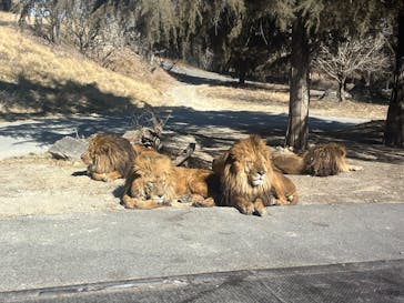 群馬サファリパークに投稿された画像（2025/2/23）