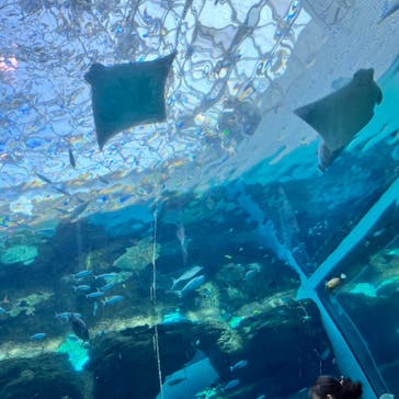 名古屋港水族館に投稿された画像（2025/2/23）