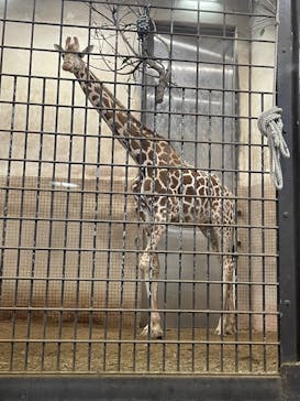 恩賜上野動物園に投稿された画像（2025/2/23）