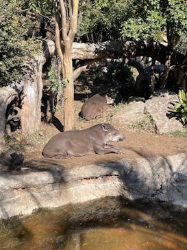 恩賜上野動物園に投稿された画像（2025/2/23）