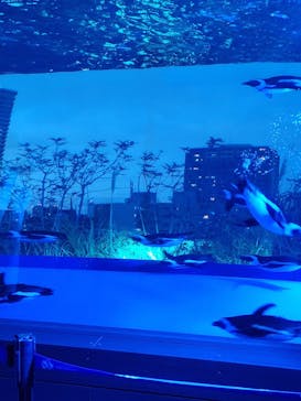 サンシャイン水族館に投稿された画像（2025/2/23）
