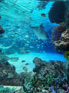 サンシャイン水族館に投稿された画像（2025/2/23）