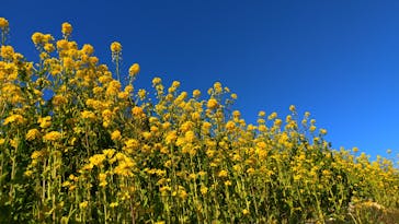 マザー牧場に投稿された画像（2025/2/23）