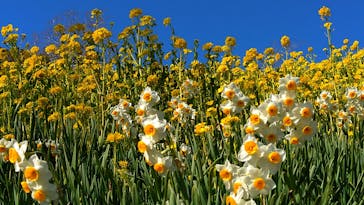 マザー牧場に投稿された画像（2025/2/23）