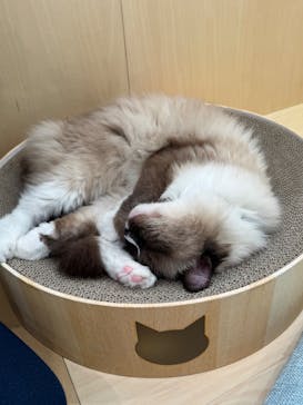 Cat Café MOFF グランベリーパーク店に投稿された画像（2025/2/23）