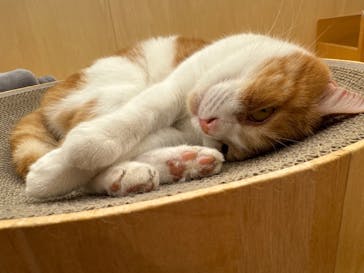 Cat Café MOFF グランベリーパーク店に投稿された画像（2025/2/23）