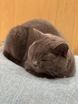 Cat Café MOFF グランベリーパーク店に投稿された画像（2025/2/23）