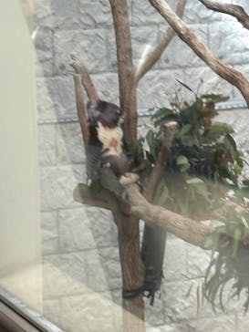 淡路ファームパーク イングランドの丘に投稿された画像（2025/2/23）