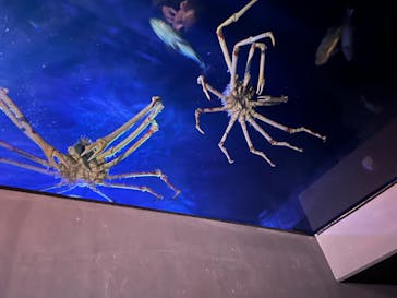 竹島水族館に投稿された画像（2025/2/23）